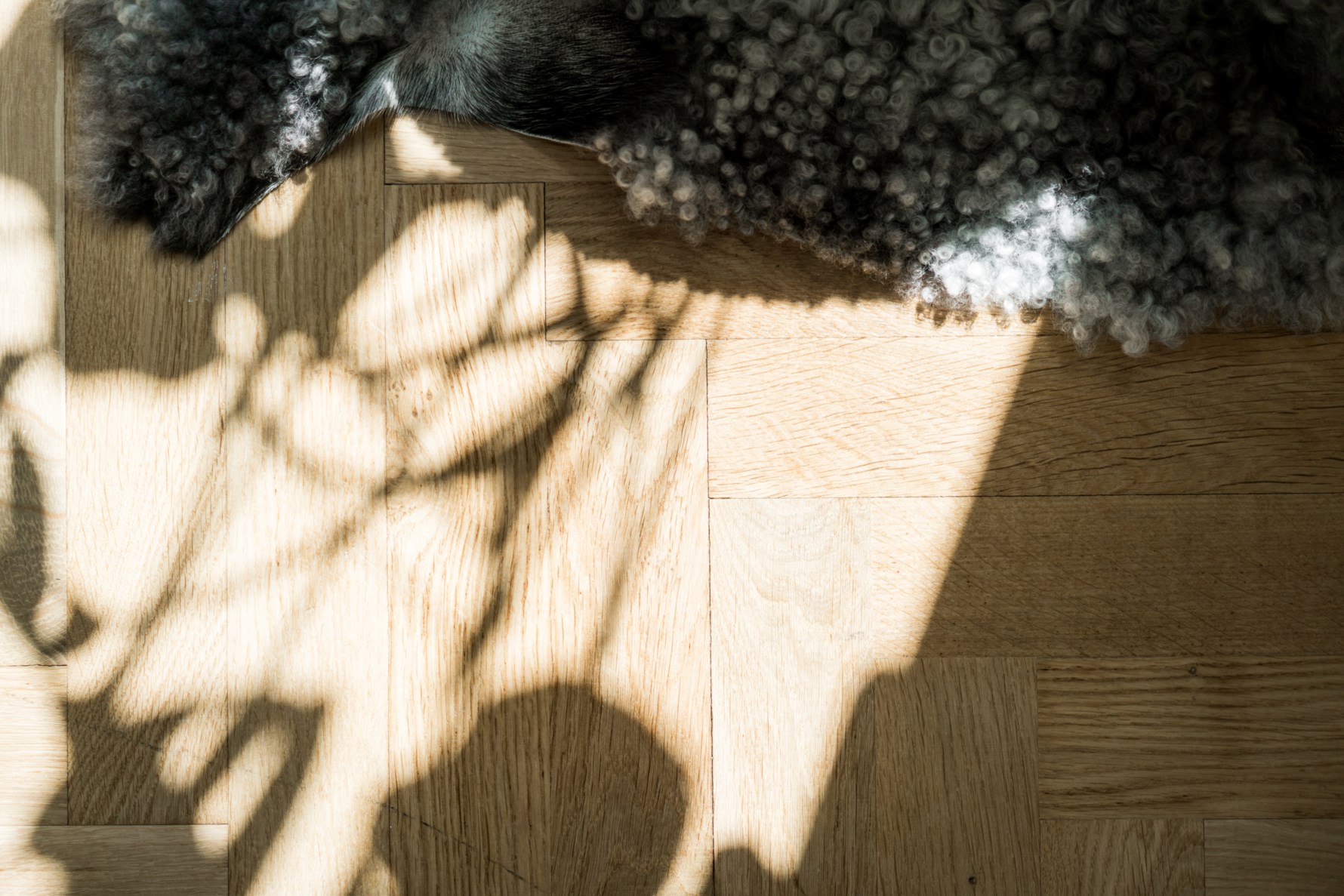 Bild 6 Fullblodsgatan 5 B