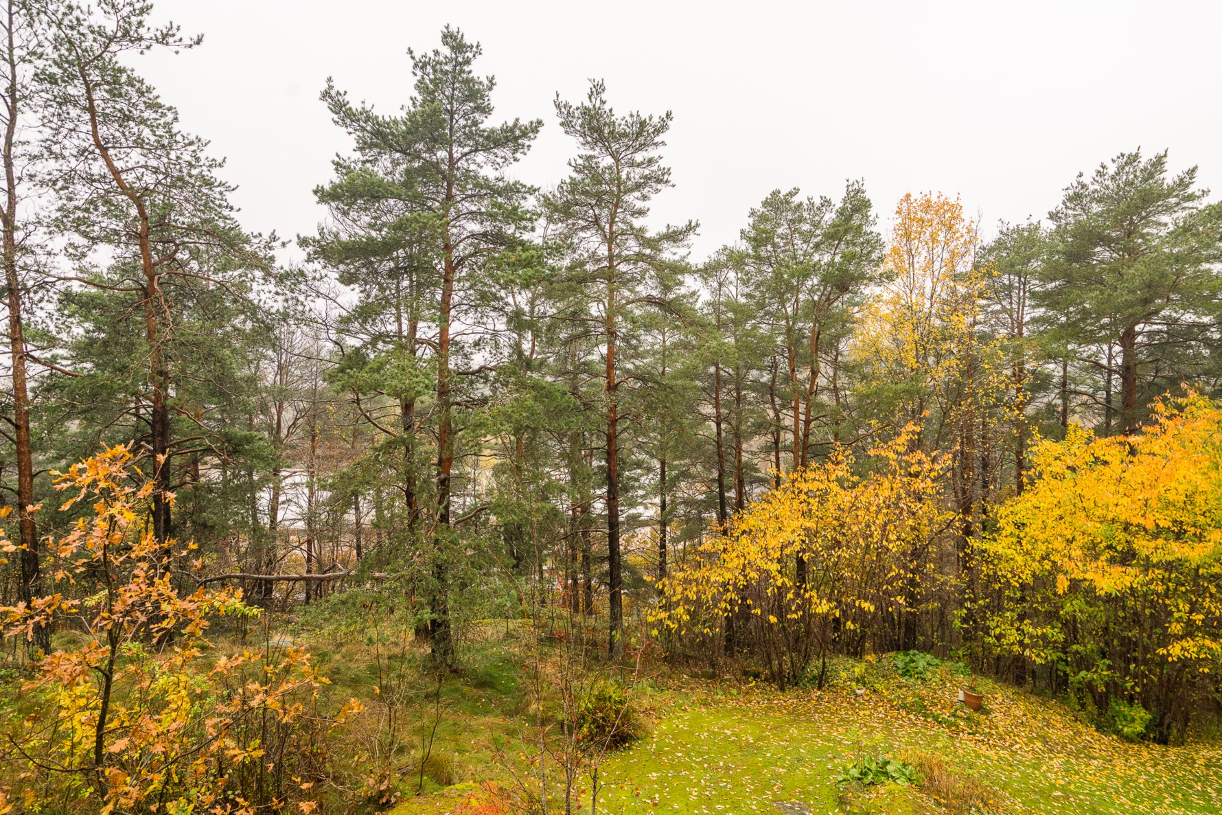 Gemytlig utsikt mot den ständigt föränderliga grönskan