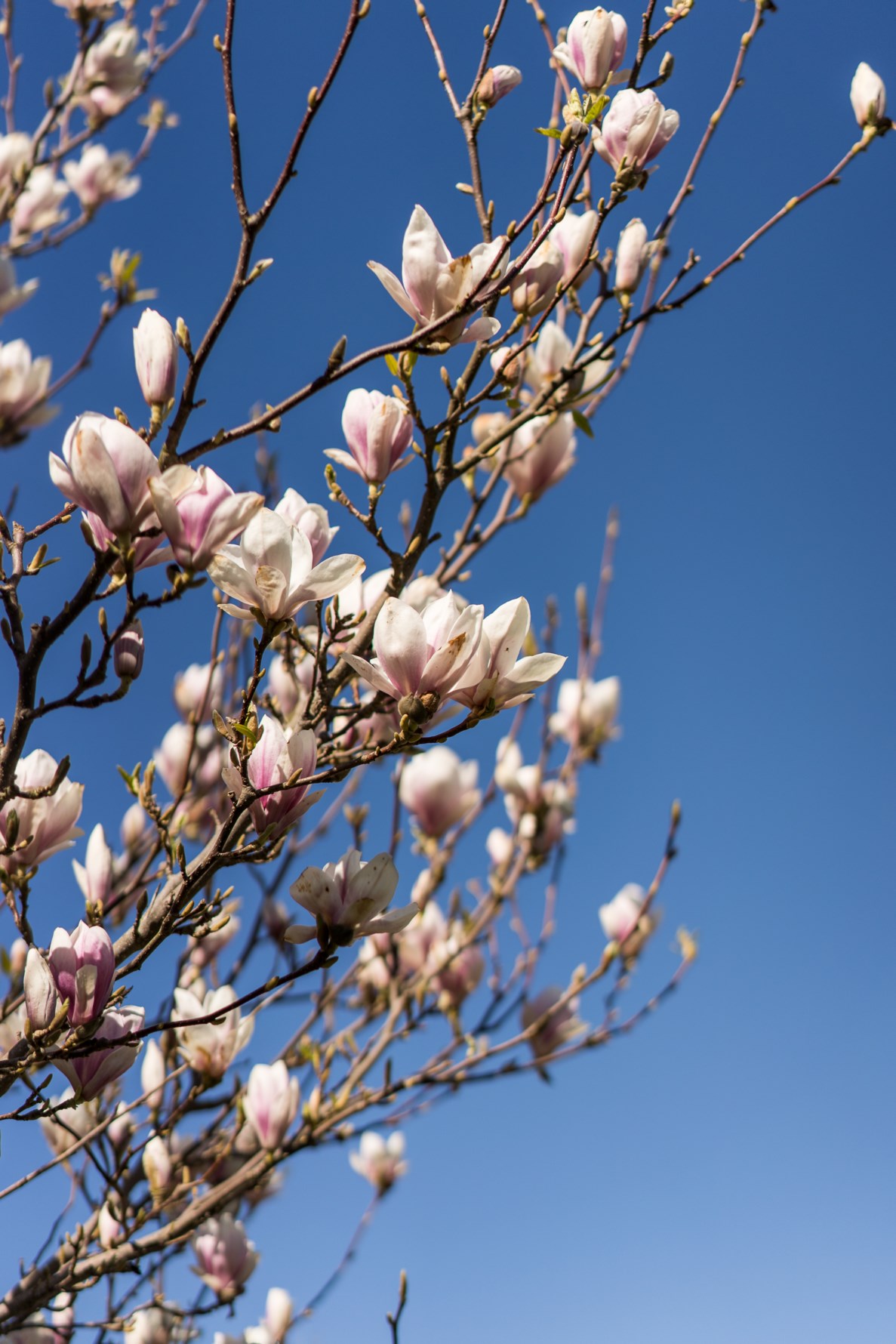 Bild 5 Smultrongången 182