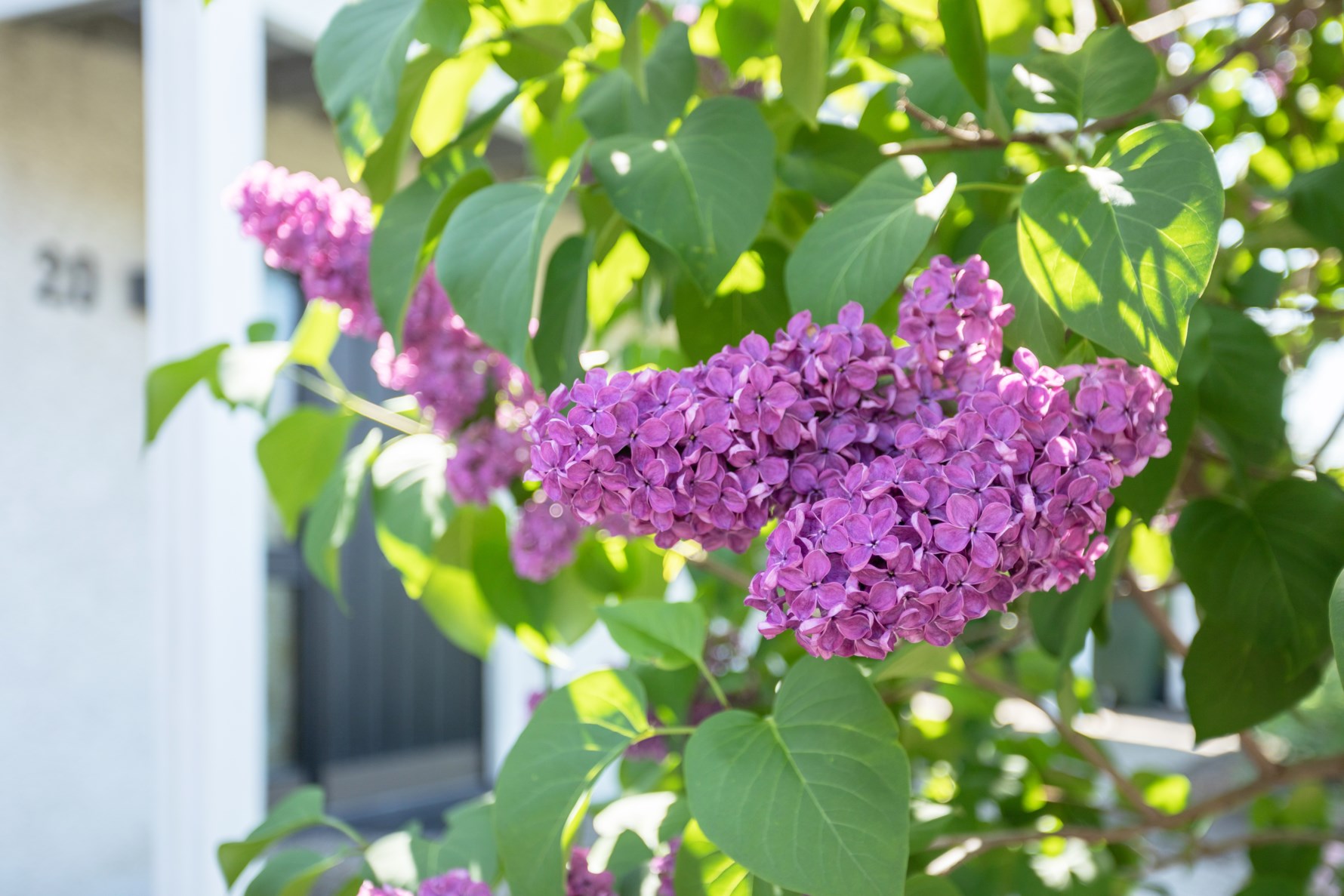 Bild 5 Skäddegatan 20