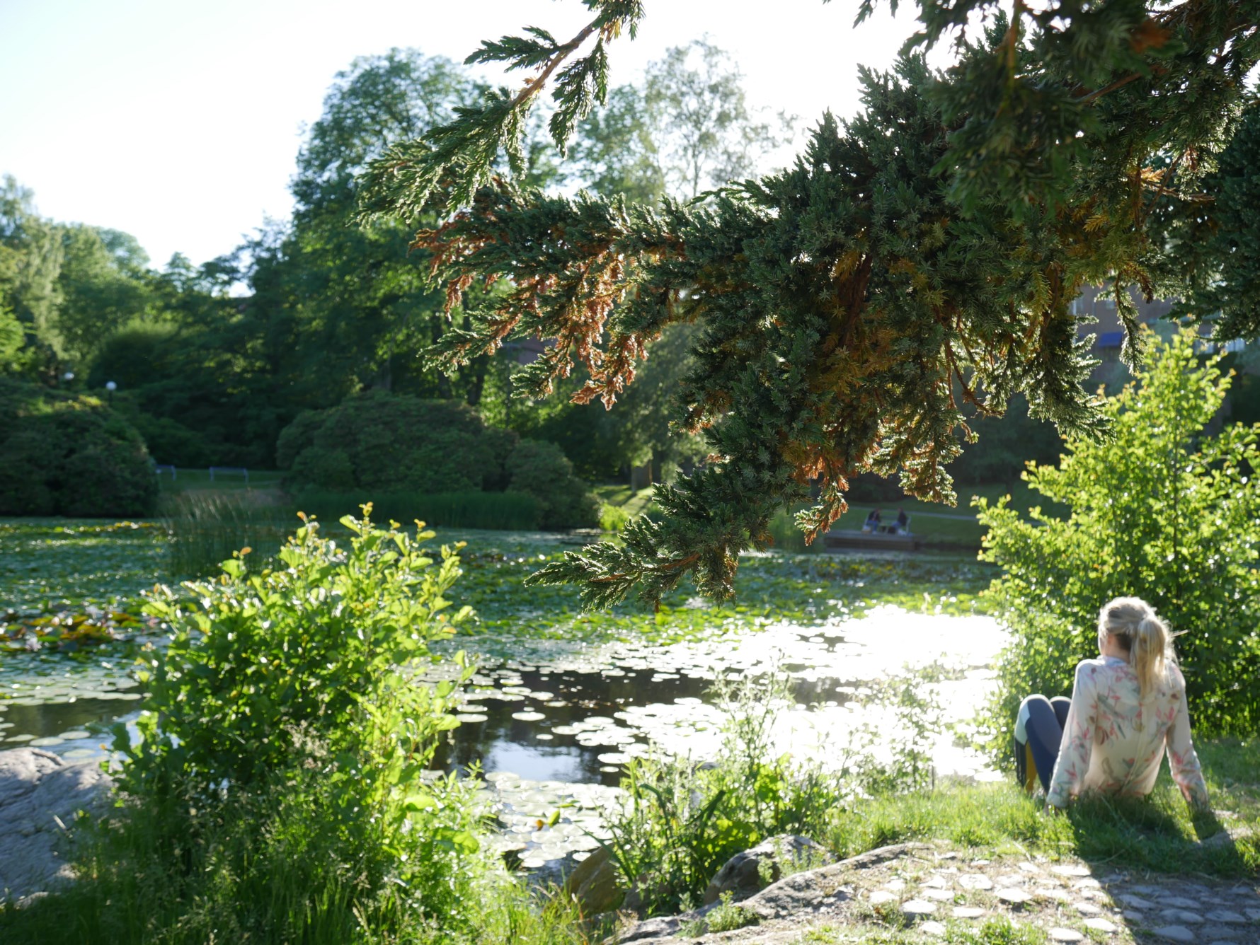 Underbara Näckrosdammen