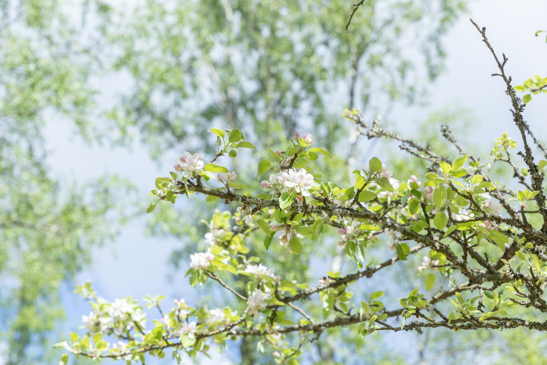 Bild 5 Hindås stationsväg 73